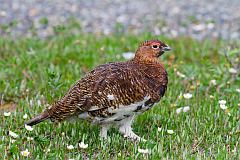 Willow Ptarmigan