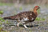 Willow Ptarmigan