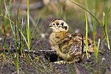 Willow Ptarmigan