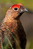 Willow Ptarmiganborder=