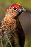 Willow Ptarmigan