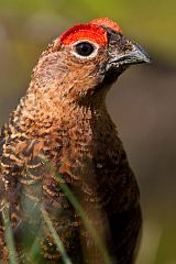 Willow Ptarmigan