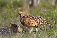 Willow Ptarmigan