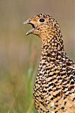 Willow Ptarmiganborder=