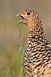 Willow Ptarmigan