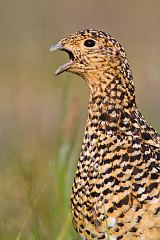 Willow Ptarmigan