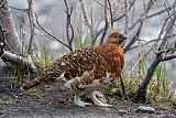 Willow Ptarmiganborder=