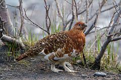 Willow Ptarmigan