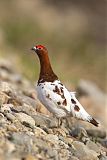 Willow Ptarmiganborder=