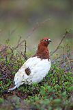 Willow Ptarmiganborder=