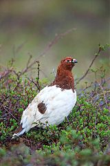 Willow Ptarmigan