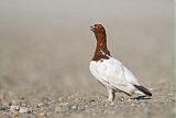 Willow Ptarmigan