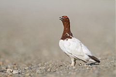 Willow Ptarmigan