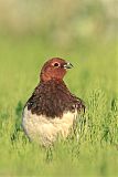 Willow Ptarmiganborder=