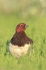 Willow Ptarmigan