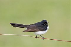 Willie-wagtail