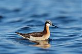 Wilson's Phalarope