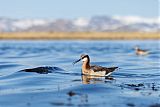 Wilson's Phalarope