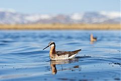 Wilson's Phalarope