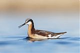 Wilson's Phalarope