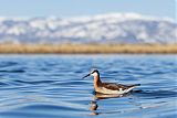 Wilson's Phalarope