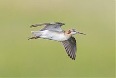 Wilson's Phalarope