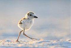 Wilson's Plover