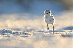 Wilson's Plover