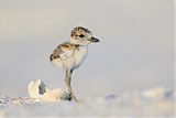 Wilson's Plover