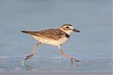 Wilson's Plover