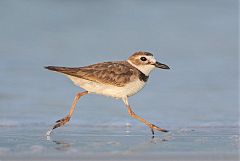 Wilson's Plover