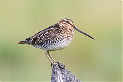 Wilson's Snipe