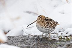 Wilson's Snipe