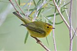 Wilson's Warbler