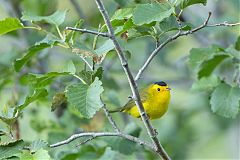Wilson's Warbler