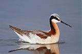 Wilson's Phalarope