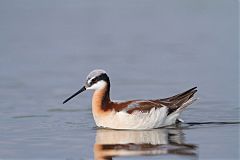 Wilson's Phalarope