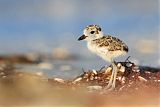 Wilson's Plover