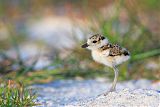 Wilson's Plover