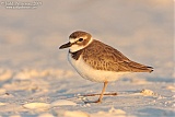 Wilson's Plover