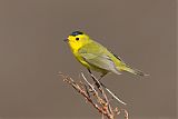 Wilson's Warbler