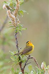 Wilson's Warbler