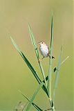 Luapula Cisticola