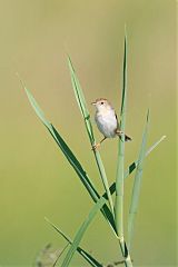 Luapula Cisticola