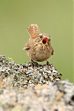 Pacific Wren