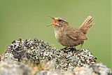 Pacific Wren