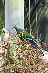 Wompoo Fruit-Dove