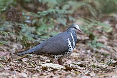 Wonga Pigeon