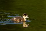 Wood Duck