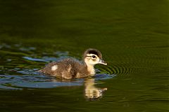 Wood Duck